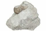 Bargain, Partial Lichid (Metopolichas) Trilobite - Russia #363156-1